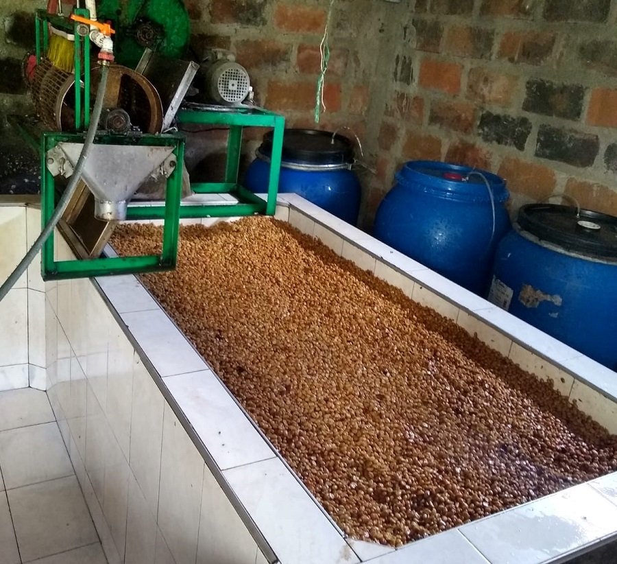 procesos vanguardia fermentacion aerobica bogotaentaza.com